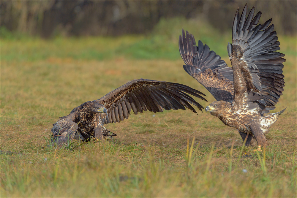 Seeadler