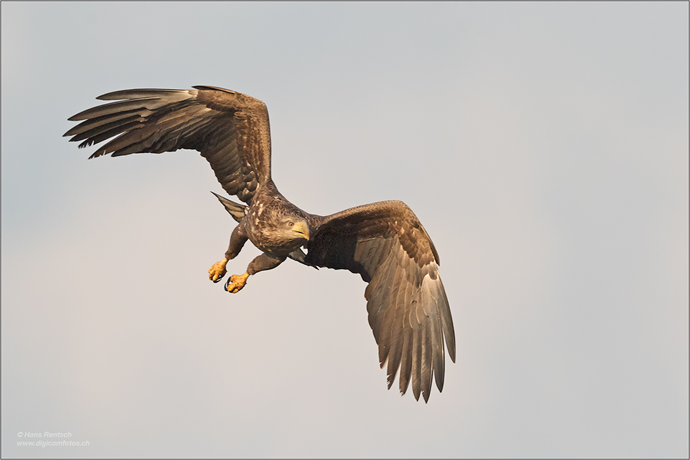 Seeadler