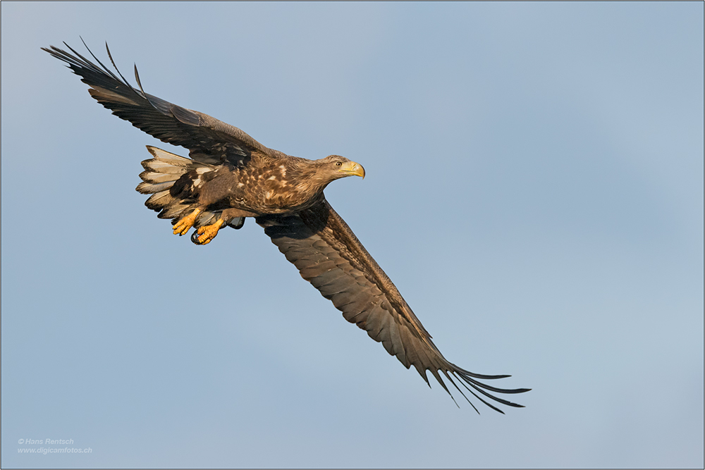 Seeadler