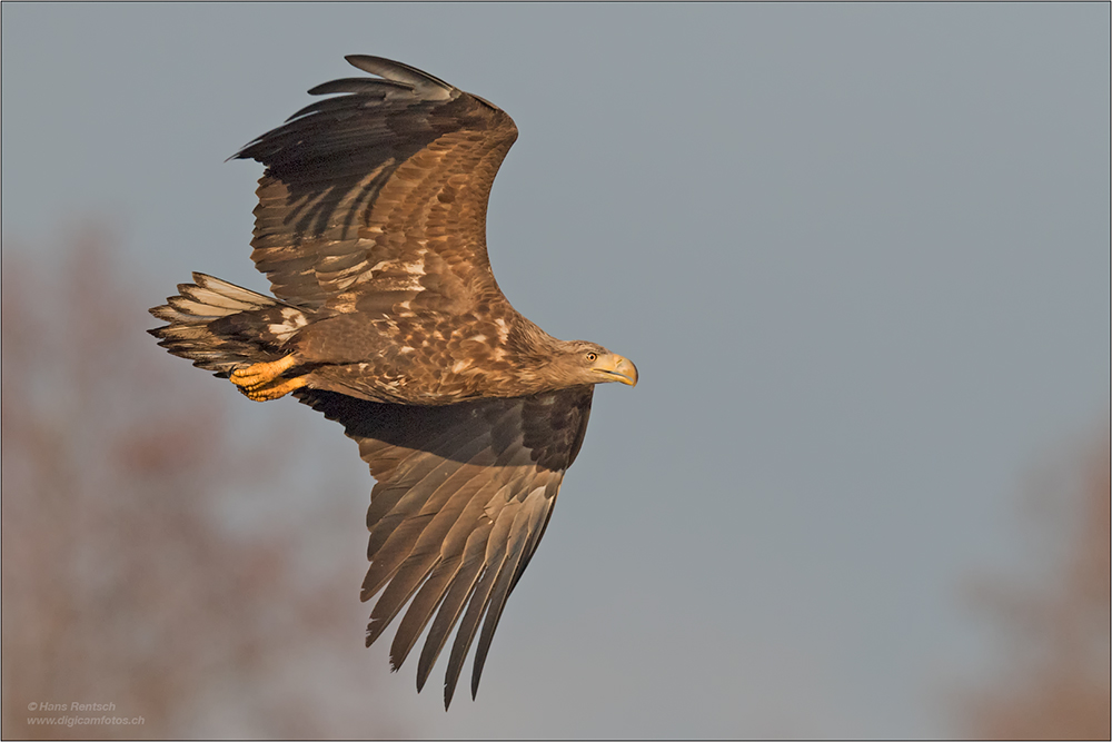 Seeadler