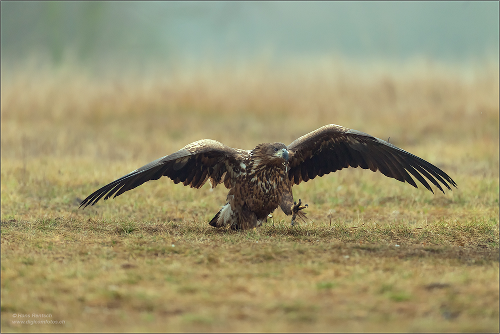 Seeadler