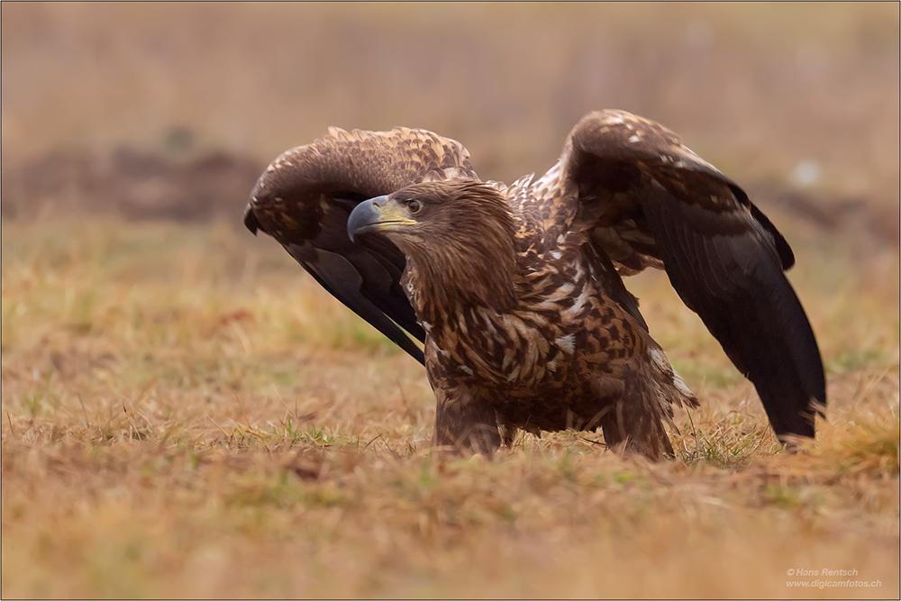 Seeadler