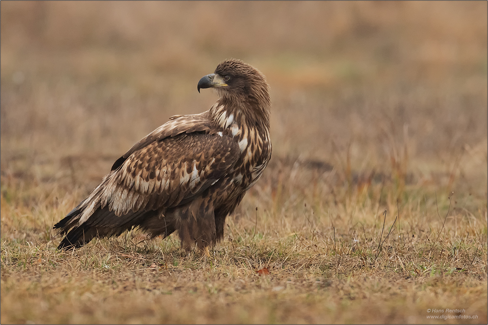 Seeadler