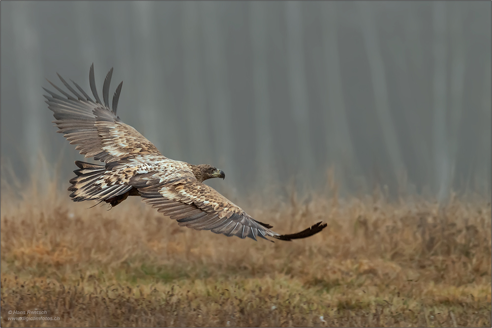 Seeadler