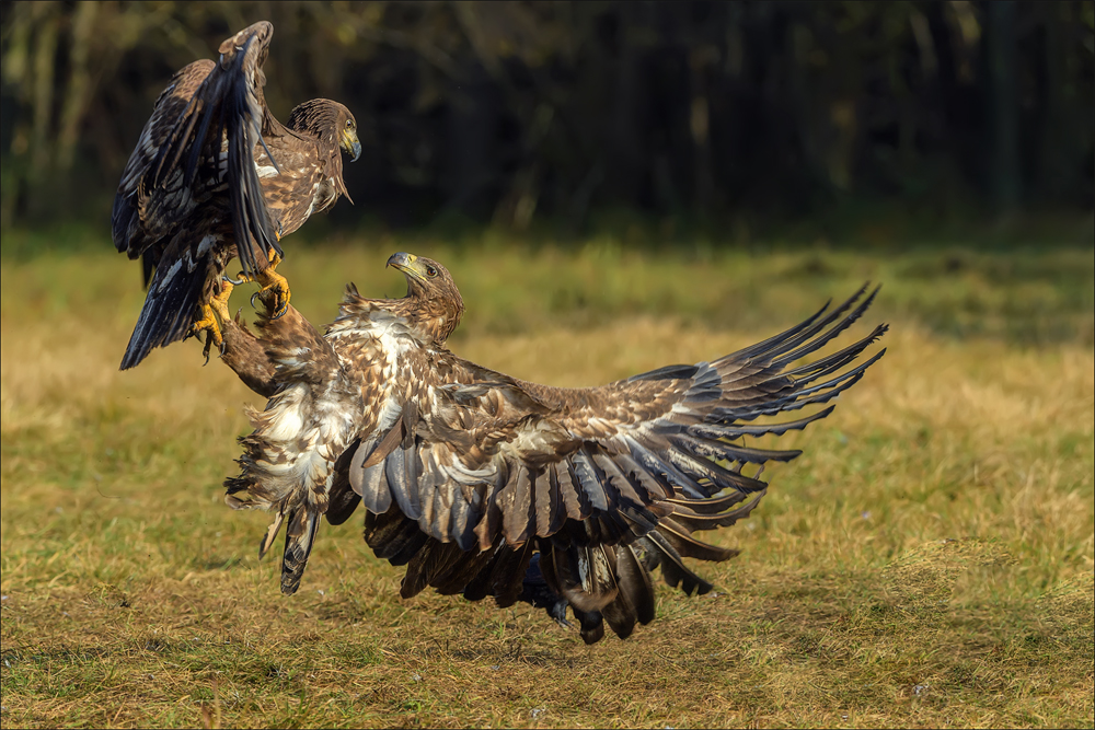 Seeadler