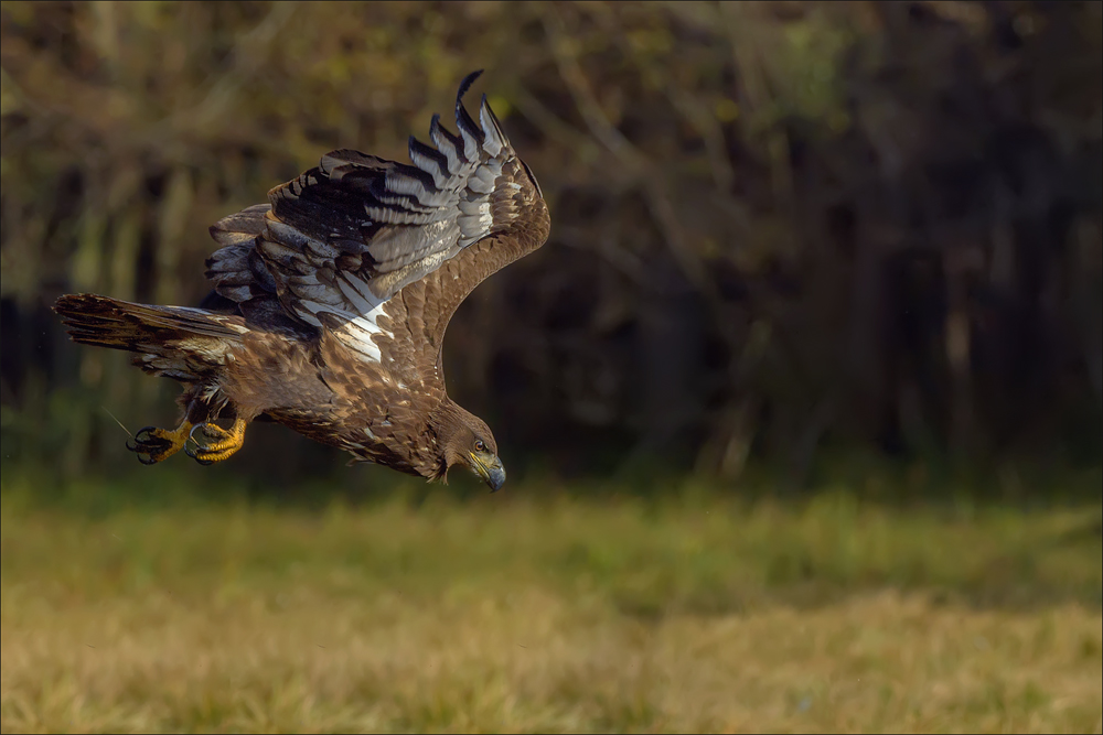 Seeadler