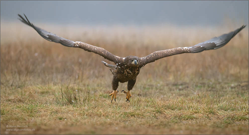 Seeadler