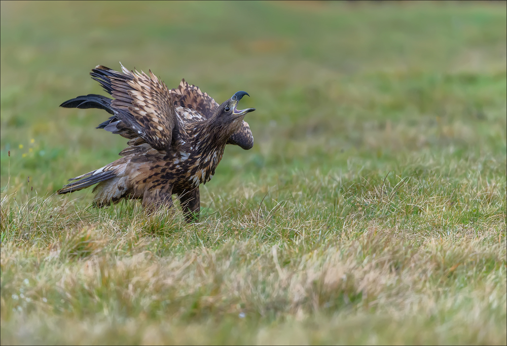 Seeadler