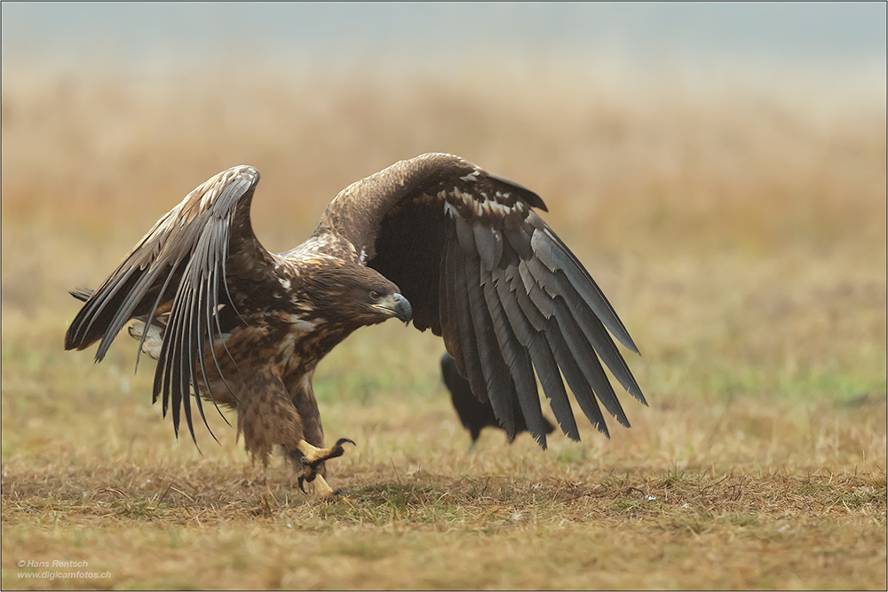 Seeadler