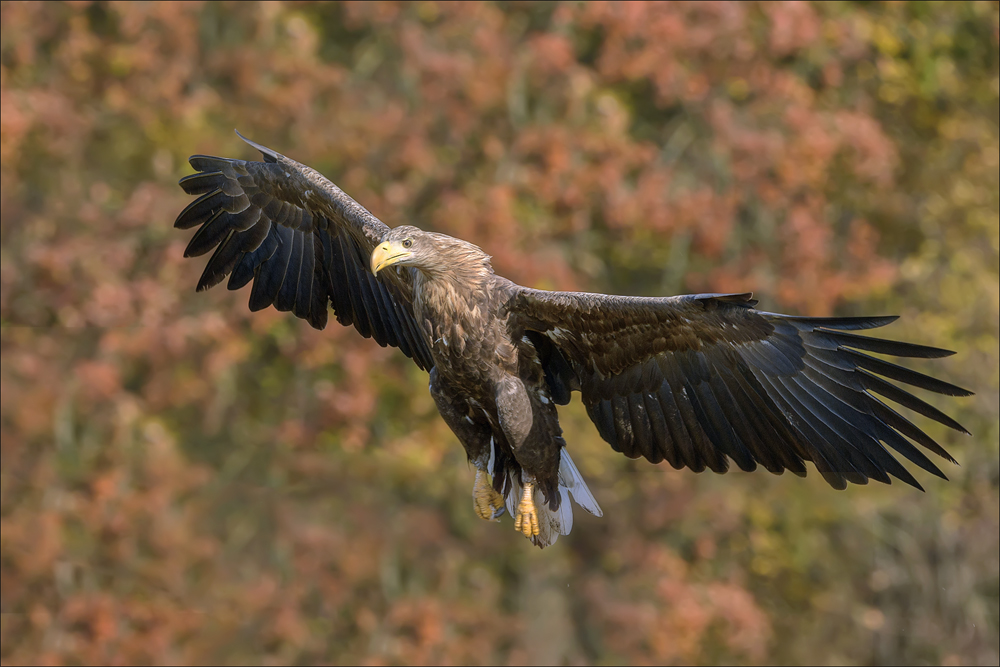 Seeadler