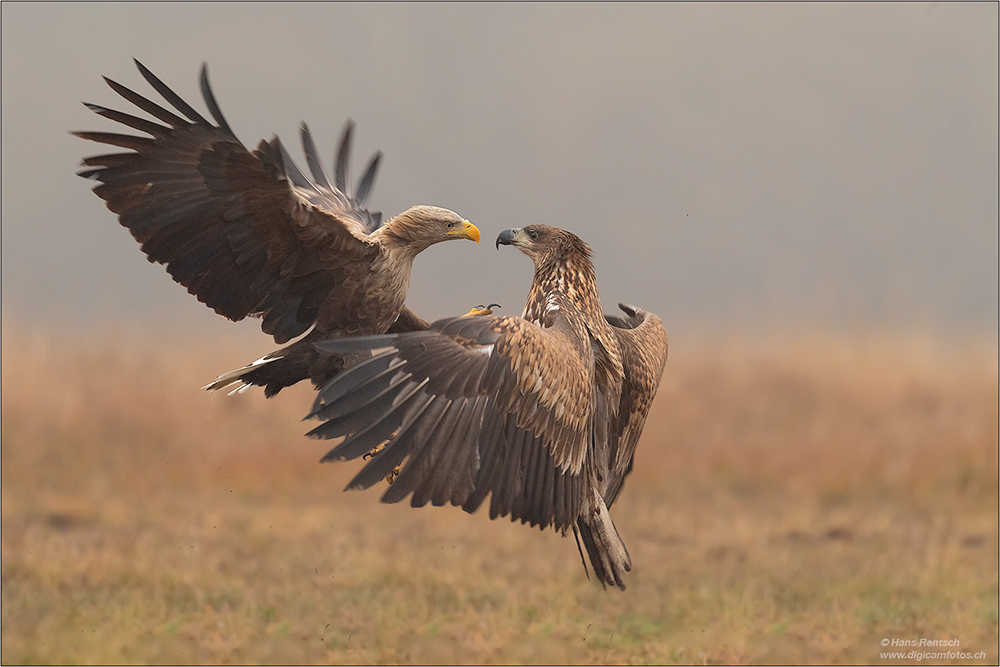 Seeadler