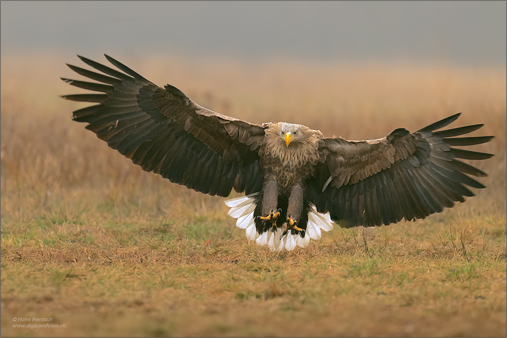 Seeadler