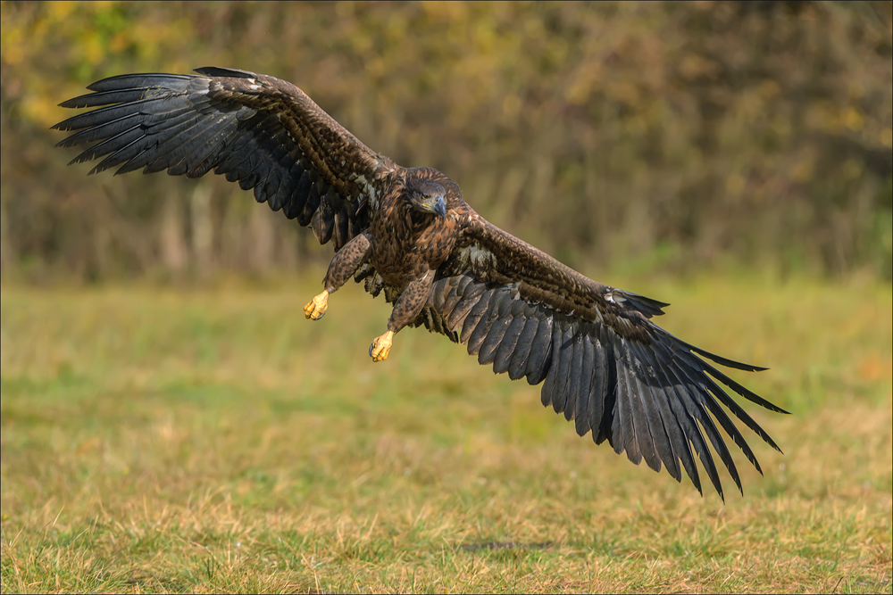 Seeadler