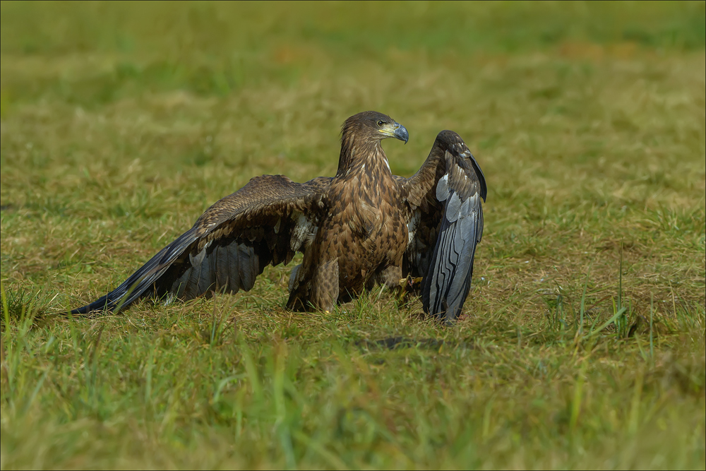 Seeadler