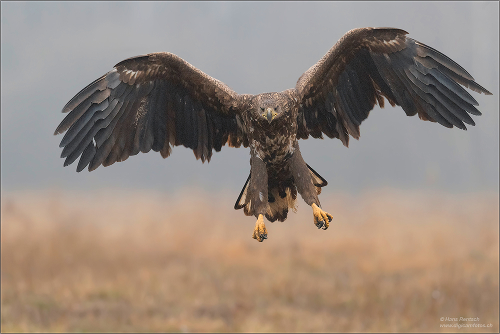 Seeadler