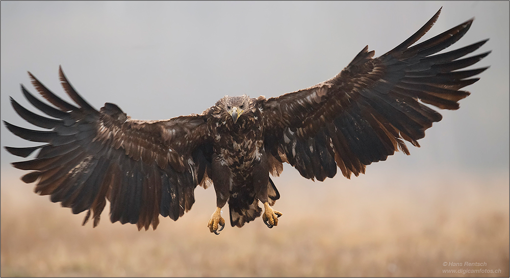 Seeadler