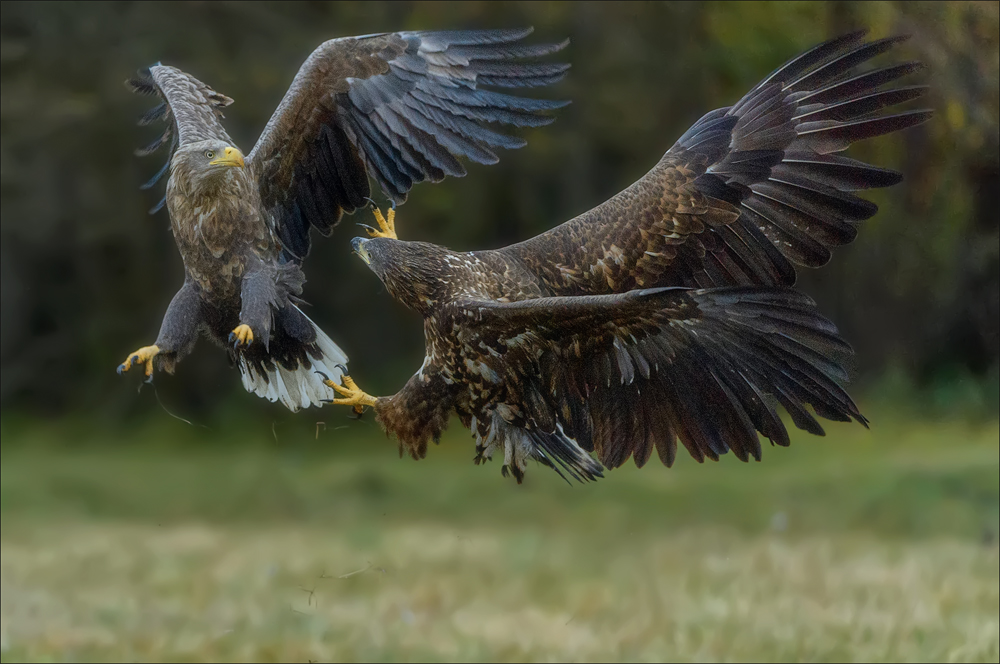 Seeadler