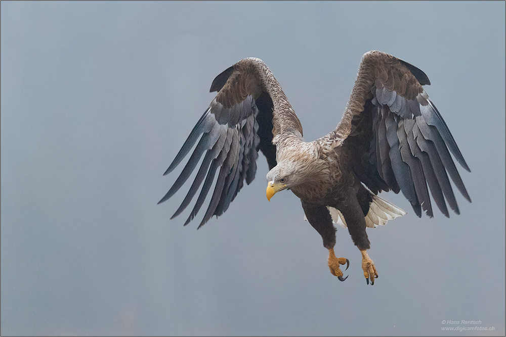 Seeadler