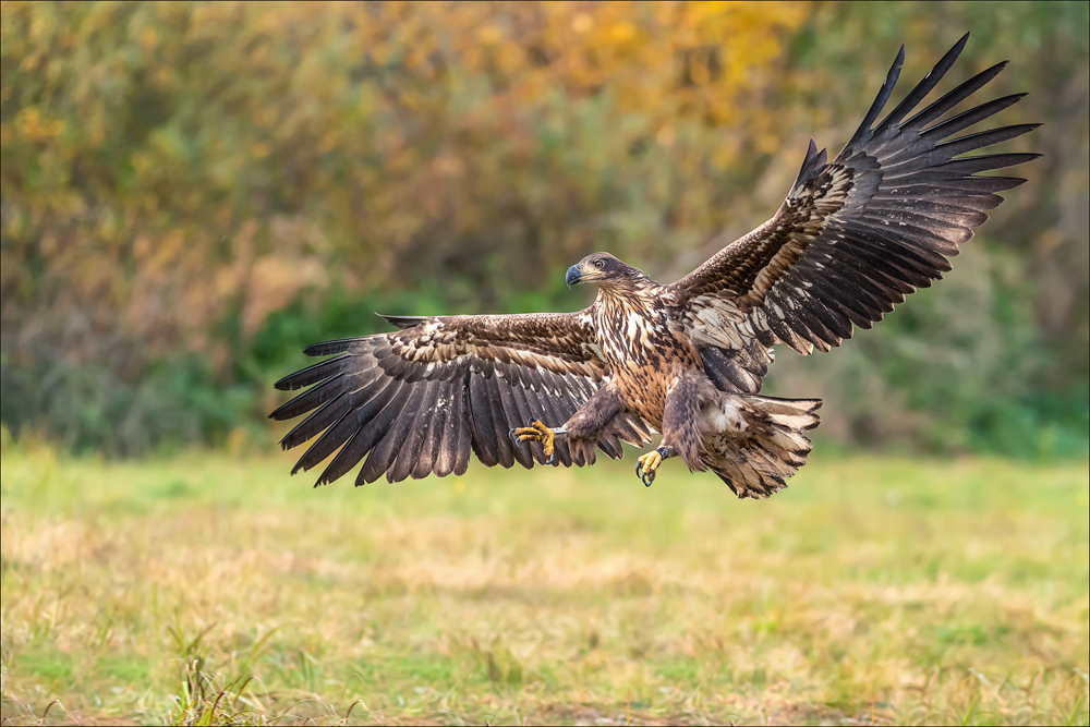 Seeadler