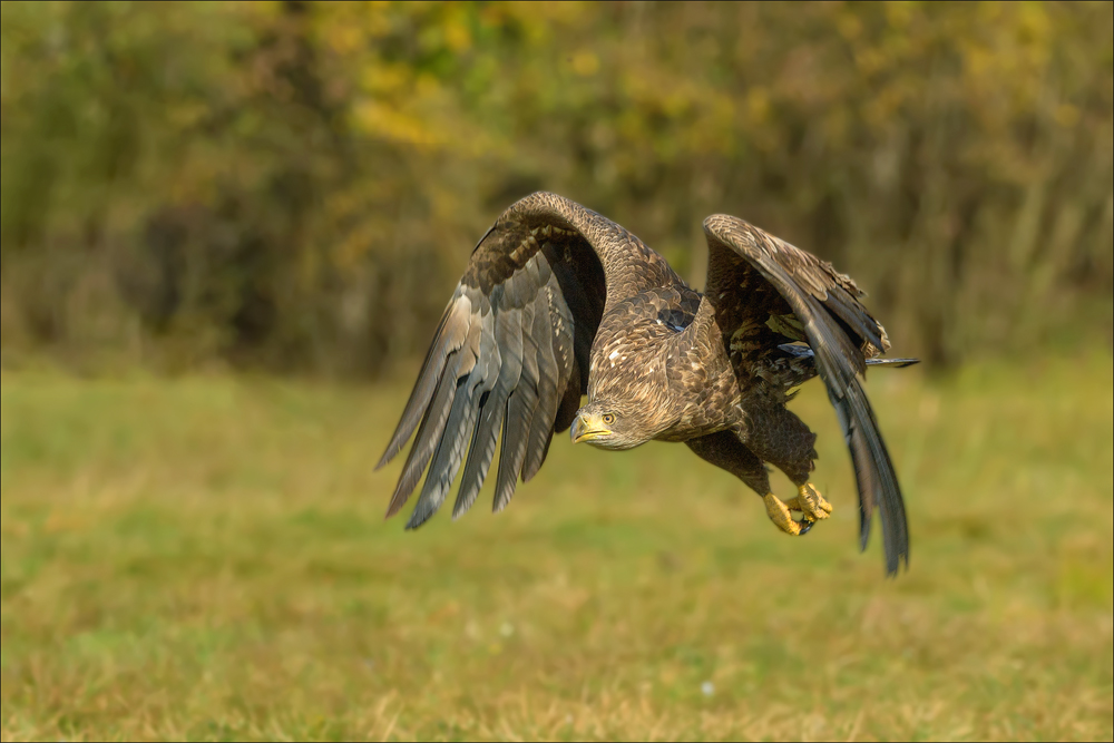 Seeadler