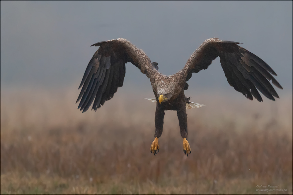 Seeadler