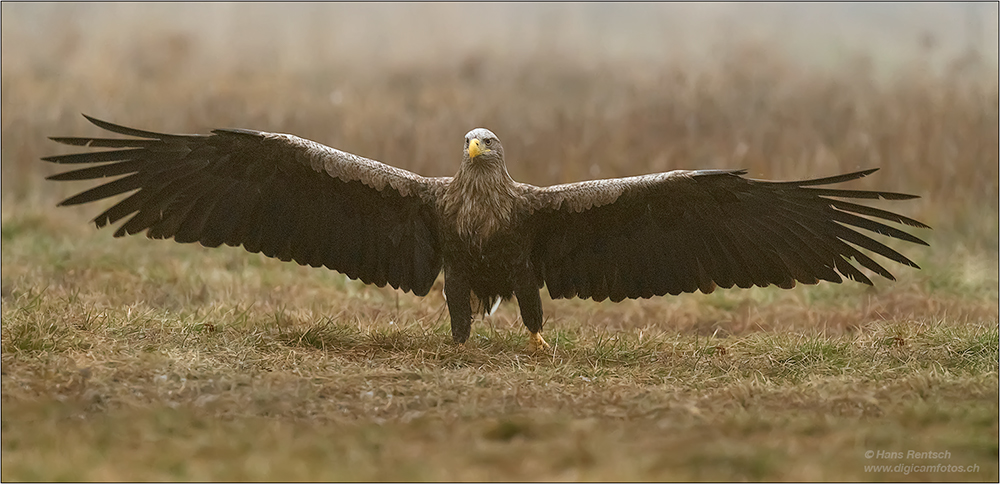 Seeadler