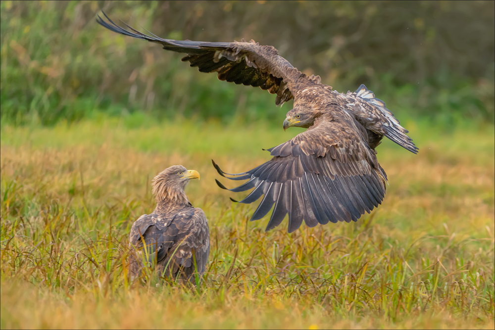 Seeadler