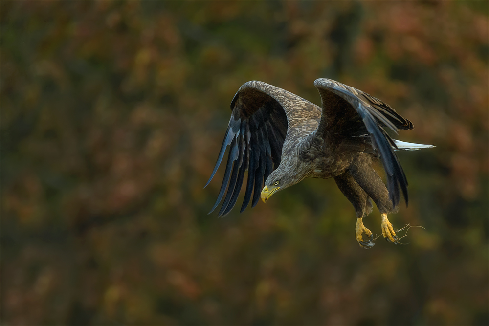 Seeadler