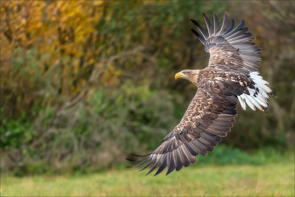 Seeadler