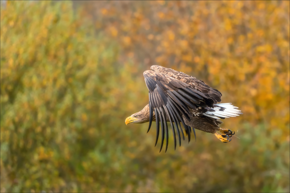 Seeadler