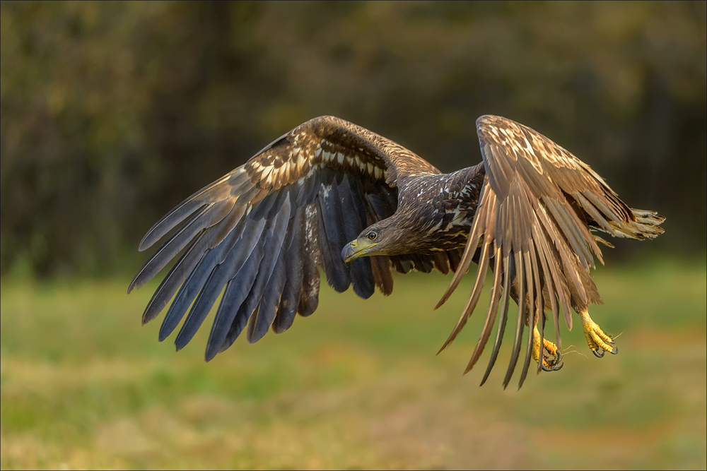 Seeadler