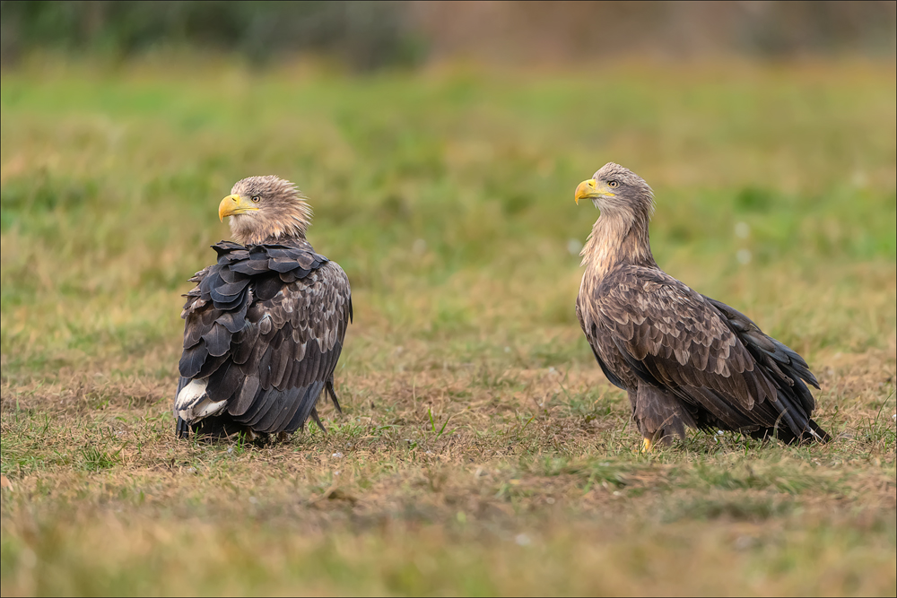 Seeadler