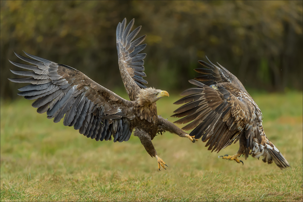 Seeadler