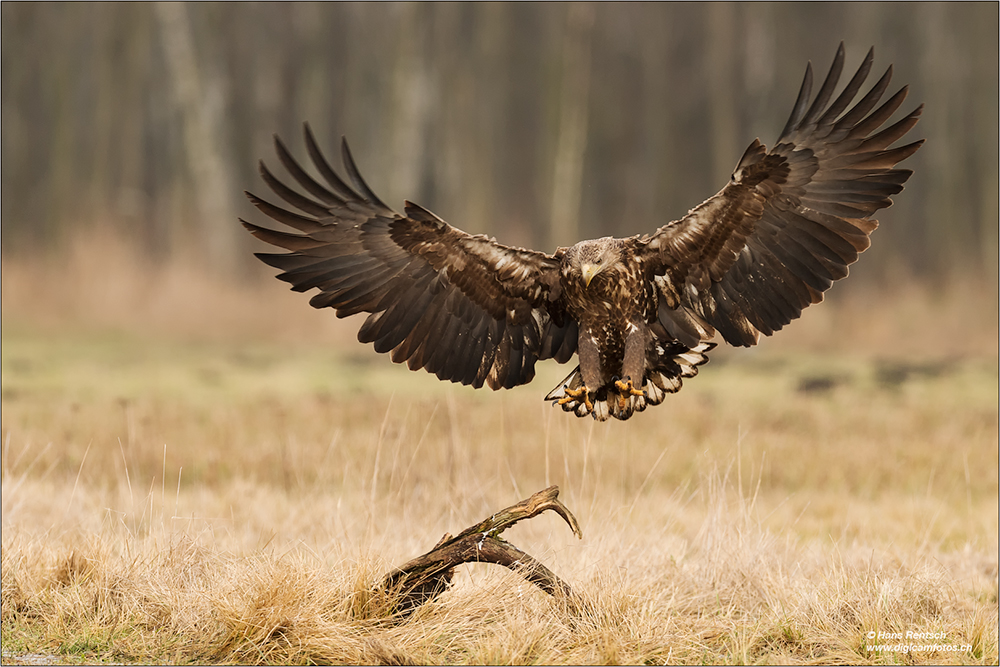 Seeadler