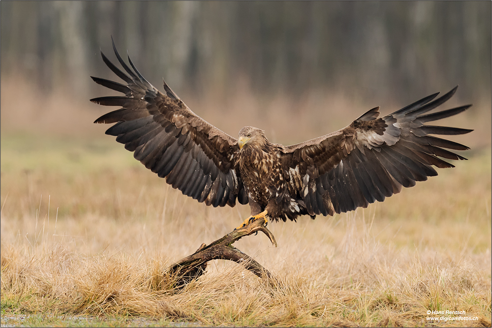 Seeadler