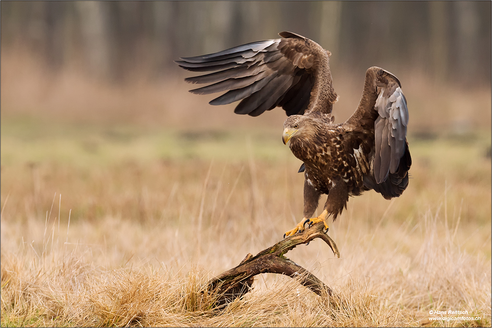 Seeadler