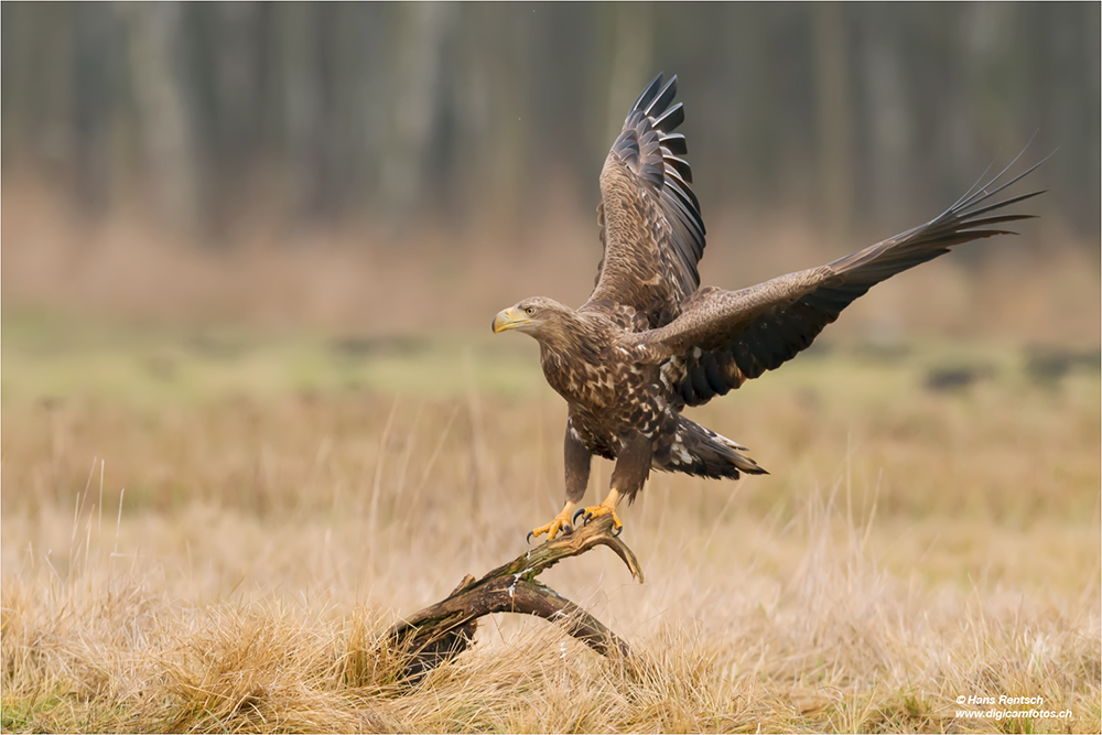 Seeadler