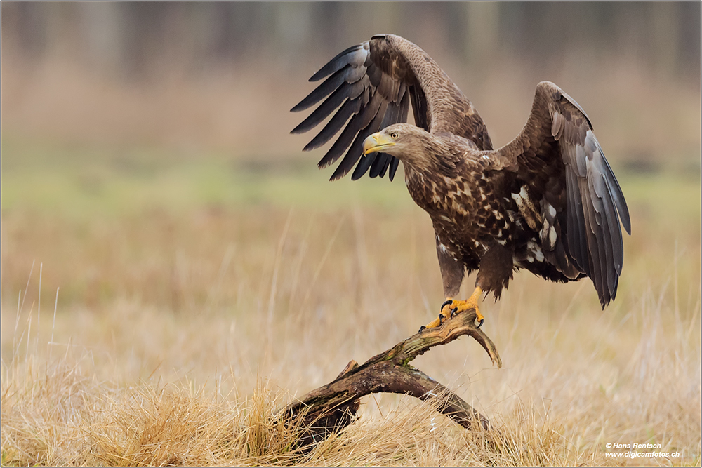 Seeadler