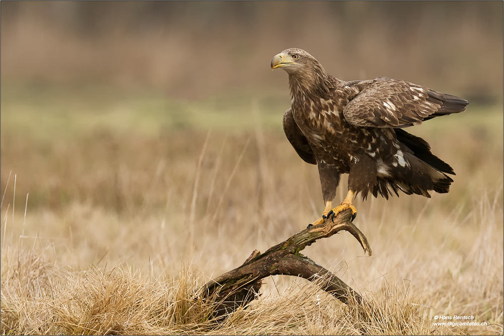 Seeadler