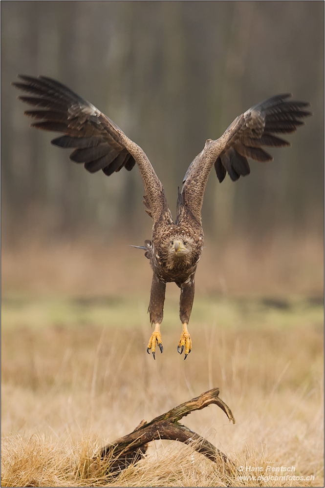 Seeadler