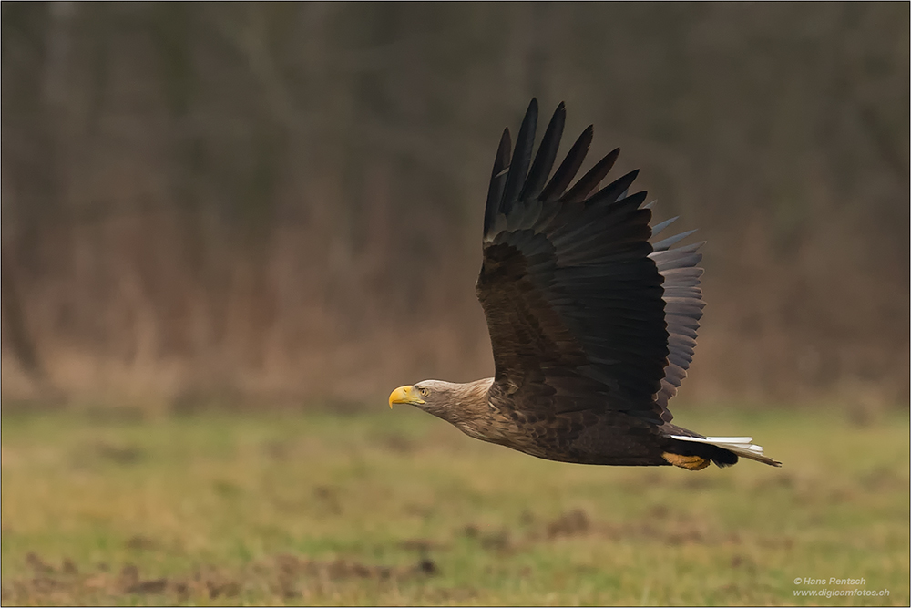 Seeadler