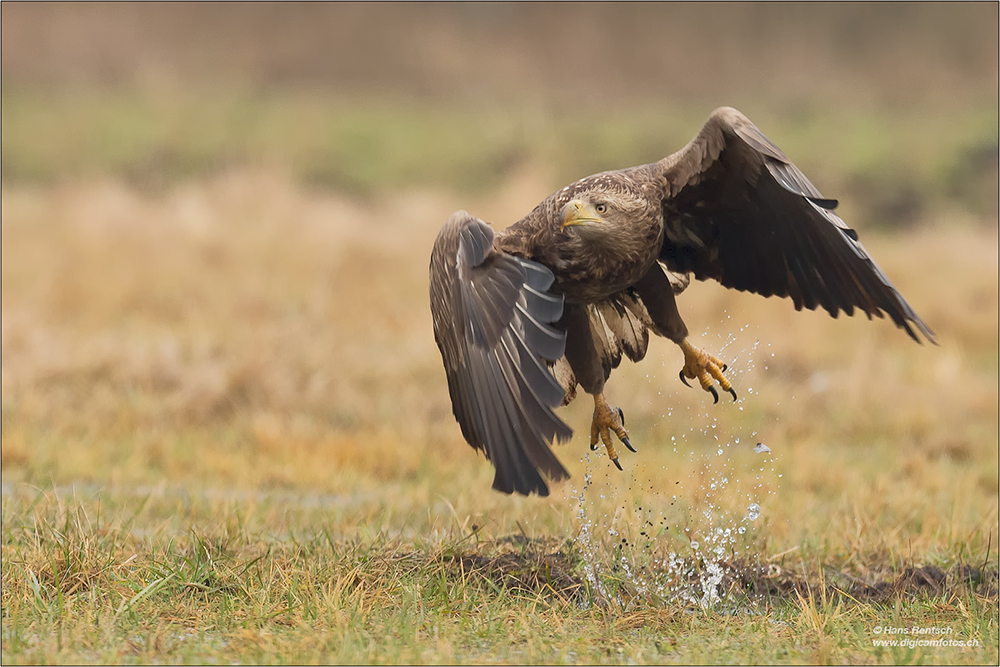 Seeadler