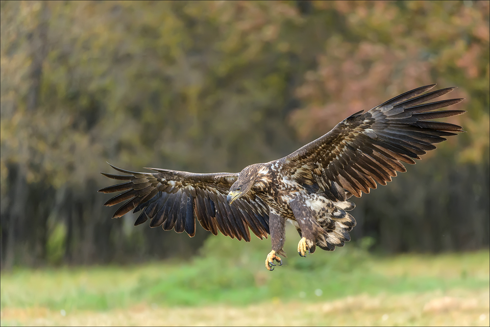 Seeadler