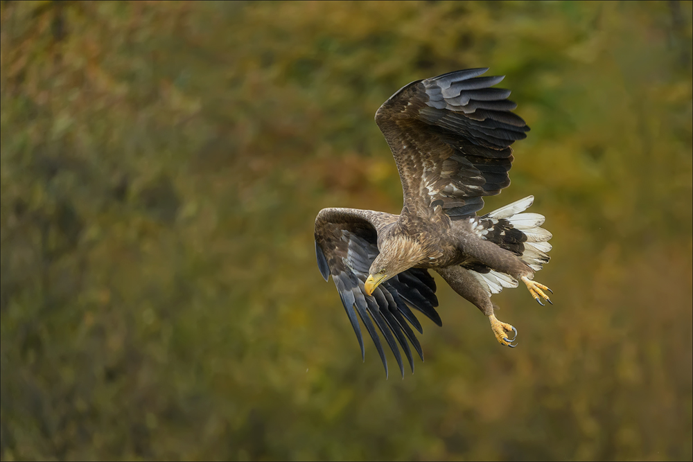 Seeadler