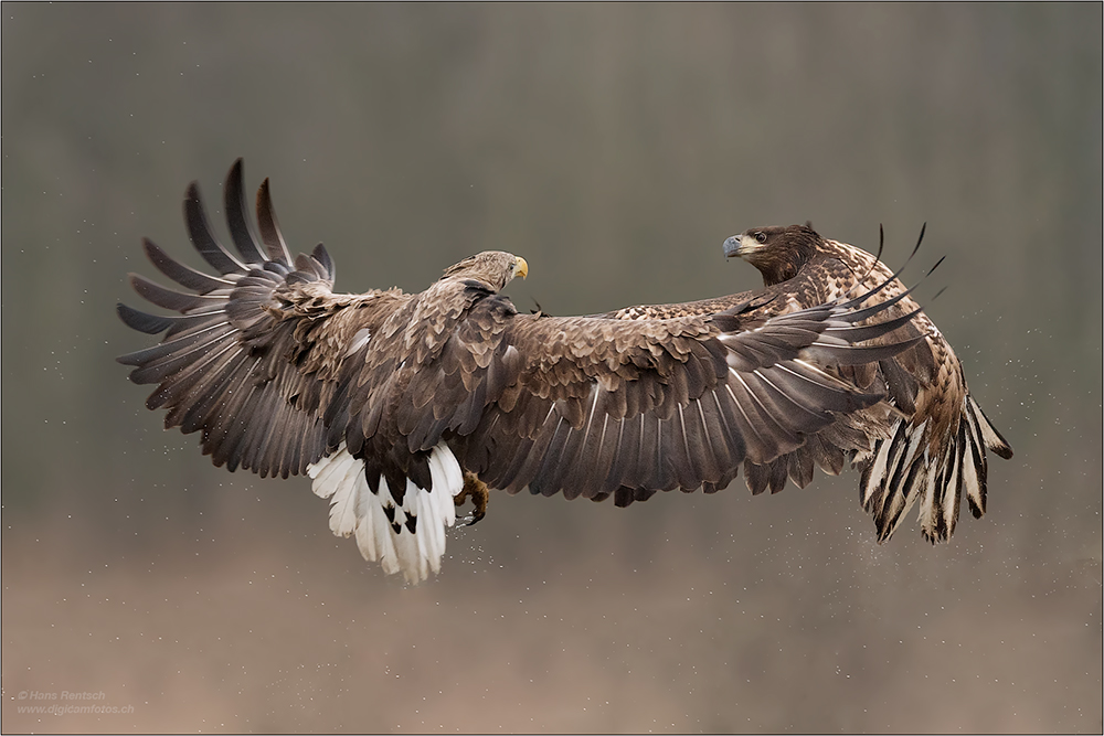 Seeadler