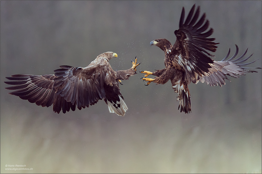 Seeadler