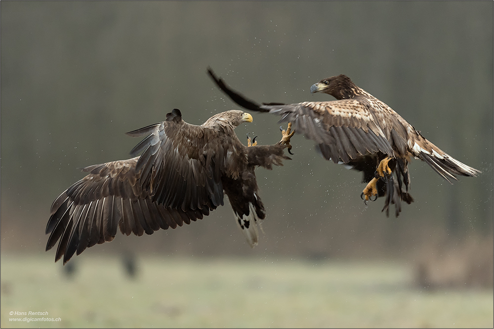 Seeadler