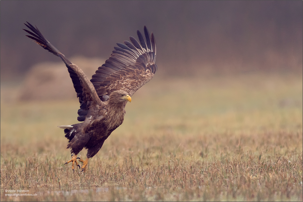 Seeadler