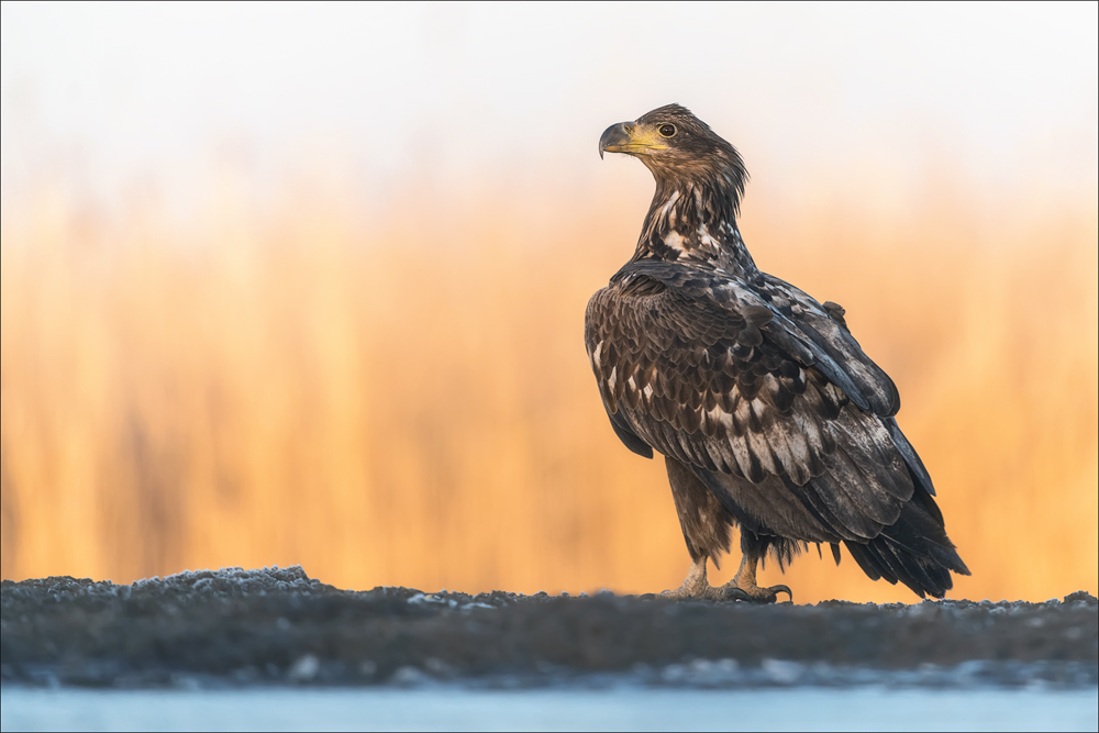 Seeadler