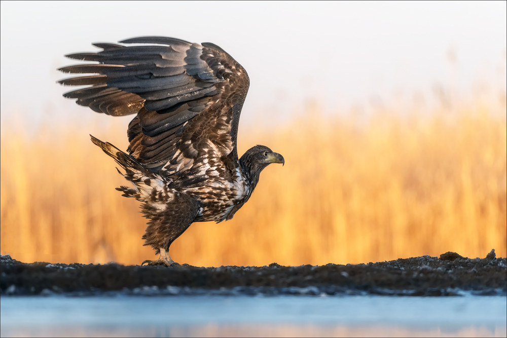 Seeadler